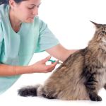 Managing Feline Diabetes Through Diet and Monitoring: A Complete Guide