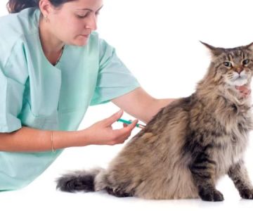 Managing Feline Diabetes Through Diet and Monitoring: A Complete Guide