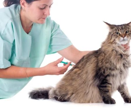 Managing Feline Diabetes Through Diet and Monitoring: A Complete Guide
