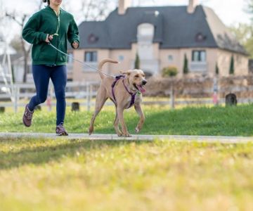 The Importance of Regular Exercise for Your Pet – Healthy Habits with Brothers Pets