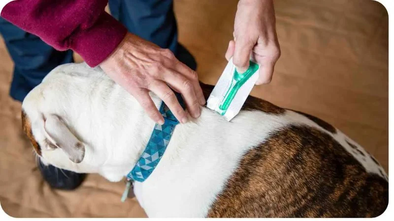 How to Safely Administer Flea Treatments to Your Pet | Brothers Pets