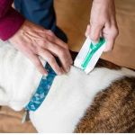 How to Safely Administer Flea Treatments to Your Pet | Brothers Pets