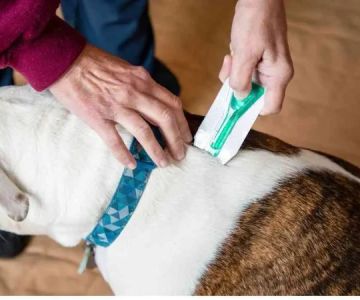 How to Safely Administer Flea Treatments to Your Pet | Brothers Pets