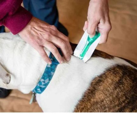 How to Safely Administer Flea Treatments to Your Pet | Brothers Pets