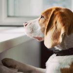 How to Help Your Pet Adjust to a New Home: A Comprehensive Guide