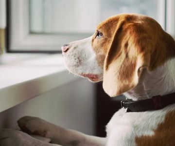 How to Help Your Pet Adjust to a New Home: A Comprehensive Guide