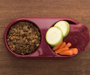 How to Improve Your Pet’s Diet for Better Skin and Coat Health