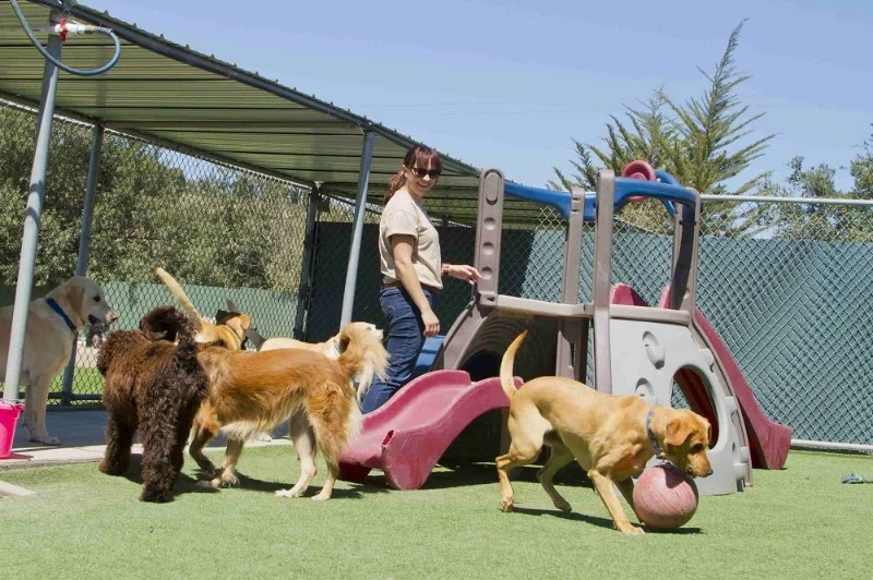 How to Choose the Right Pet Boarding Facility - A Complete Owner’s Guide