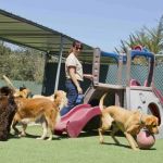 How to Choose the Right Pet Boarding Facility - A Complete Owner’s Guide