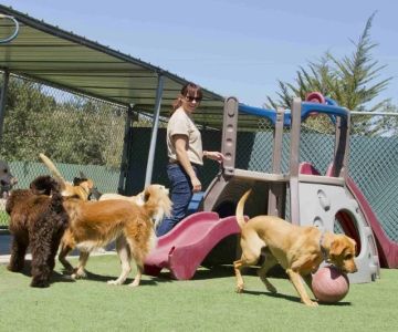 How to Choose the Right Pet Boarding Facility - A Complete Owner’s Guide