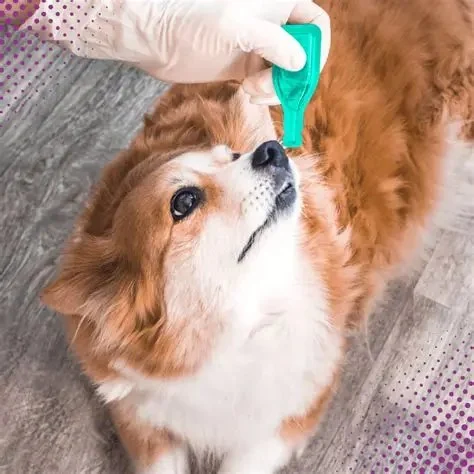 The Importance of Regular Parasite Prevention for Pets: Protect Your Furry Friend