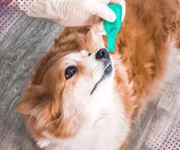 The Importance of Regular Parasite Prevention for Pets: Protect Your Furry Friend