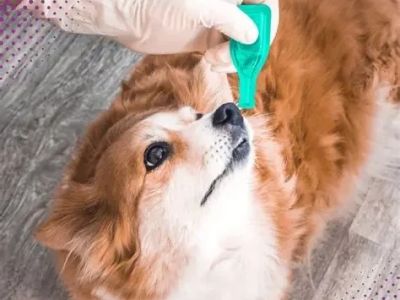 The Importance of Regular Parasite Prevention for Pets: Protect Your Furry Friend