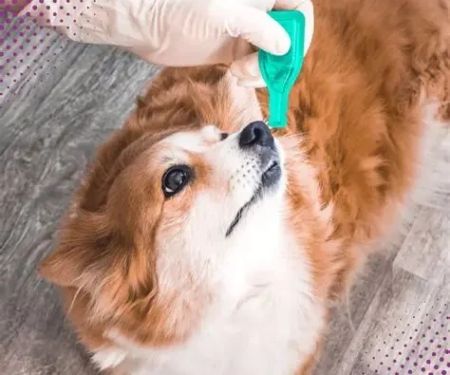 The Importance of Regular Parasite Prevention for Pets: Protect Your Furry Friend