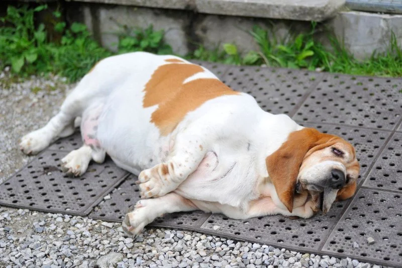 How to Spot and Prevent Pet Obesity – Tips for Healthy Weight Management