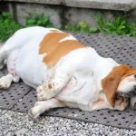 How to Spot and Prevent Pet Obesity – Tips for Healthy Weight Management