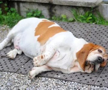 How to Spot and Prevent Pet Obesity – Tips for Healthy Weight Management