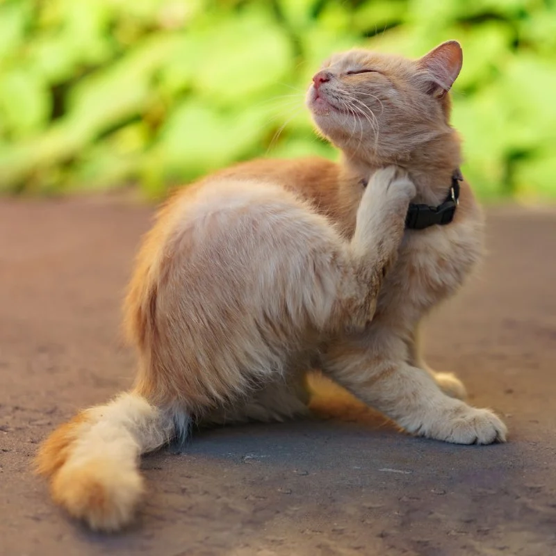 How to Recognize and Treat Common Pet Allergies and Sensitivities