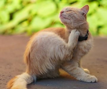 How to Recognize and Treat Common Pet Allergies and Sensitivities