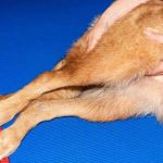 How to Spot and Treat Canine Hip Dysplasia: A Comprehensive Guide