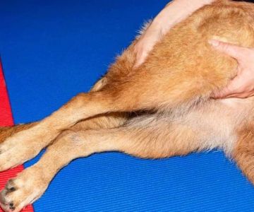 How to Spot and Treat Canine Hip Dysplasia: A Comprehensive Guide