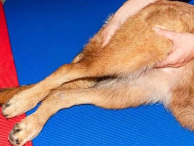 How to Spot and Treat Canine Hip Dysplasia: A Comprehensive Guide