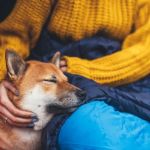 How to Help Your Pet Cope with New Stressful Situations – Tips for Easing Anxiety