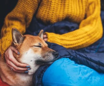 How to Help Your Pet Cope with New Stressful Situations – Tips for Easing Anxiety