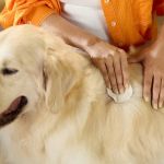 Best Ways to Treat and Prevent Hot Spots on Dogs and Cats