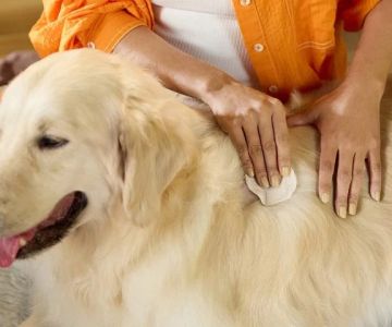 Best Ways to Treat and Prevent Hot Spots on Dogs and Cats