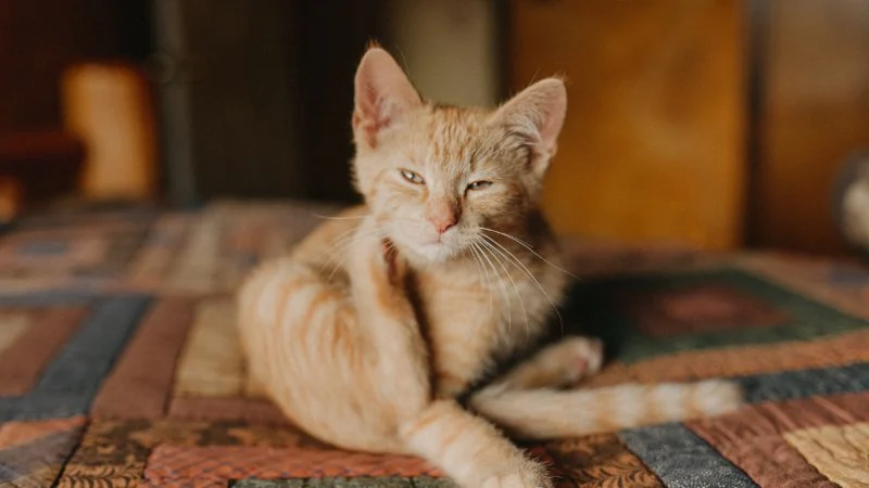 How to Prevent and Treat Skin Dryness and Itchiness in Pets