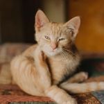 How to Prevent and Treat Skin Dryness and Itchiness in Pets