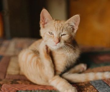 How to Prevent and Treat Skin Dryness and Itchiness in Pets