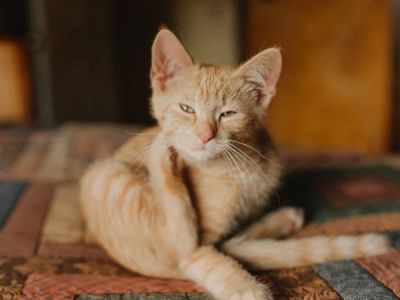 How to Prevent and Treat Skin Dryness and Itchiness in Pets