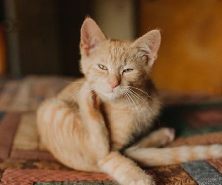 How to Prevent and Treat Skin Dryness and Itchiness in Pets