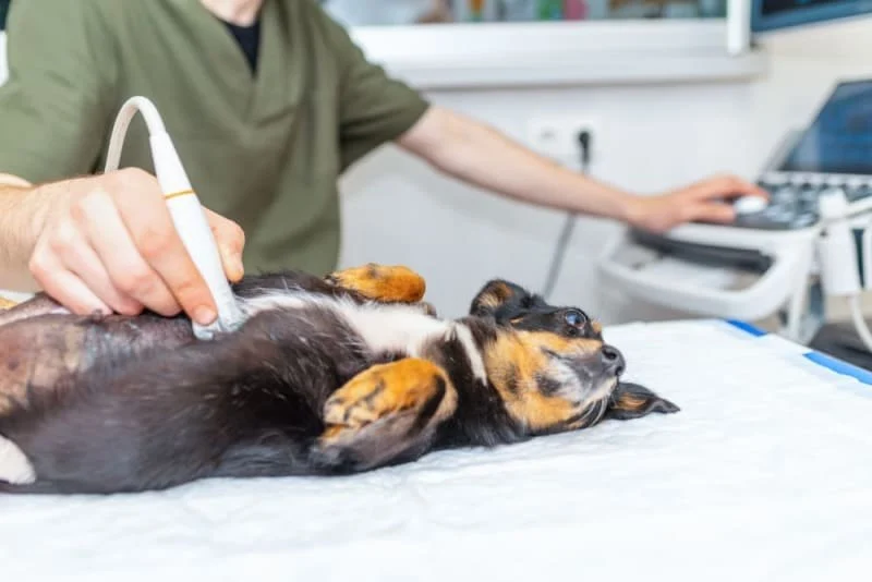 How to Spot and Treat Bladder Stones in Pets