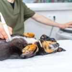 How to Spot and Treat Bladder Stones in Pets