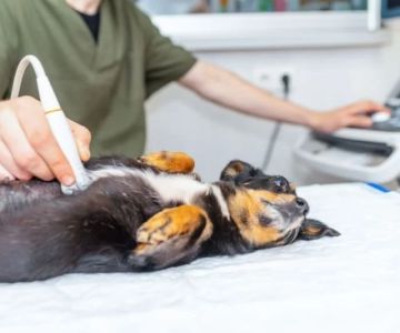 How to Spot and Treat Bladder Stones in Pets