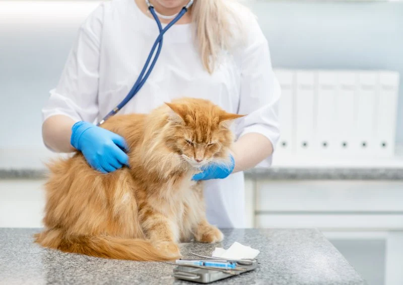 Understanding Pet Arthritis: Symptoms and Management