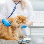 Understanding Pet Arthritis: Symptoms and Management