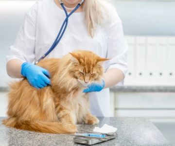 Understanding Pet Arthritis: Symptoms and Management