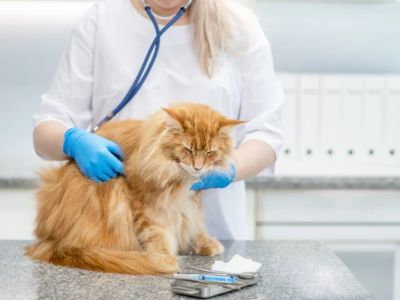 Understanding Pet Arthritis: Symptoms and Management