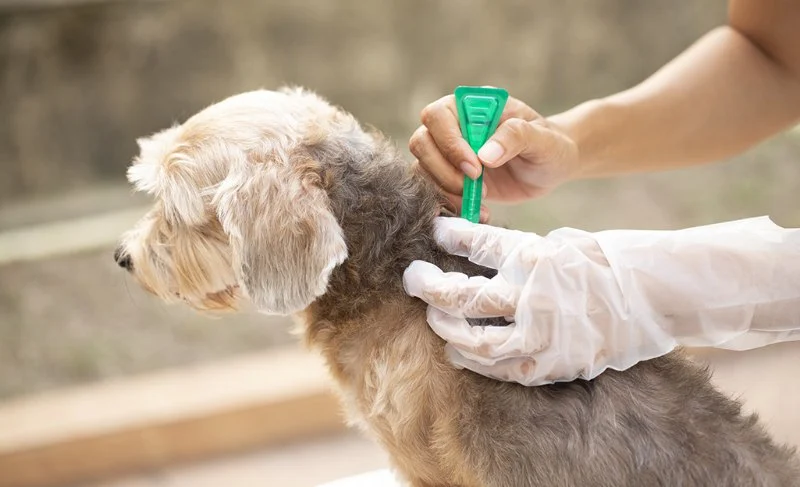 How to Prevent and Treat Pet Fleas Naturally: Safe Solutions for Your Pet