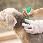 How to Prevent and Treat Pet Fleas Naturally: Safe Solutions for Your Pet