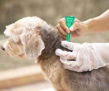 How to Prevent and Treat Pet Fleas Naturally: Safe Solutions for Your Pet