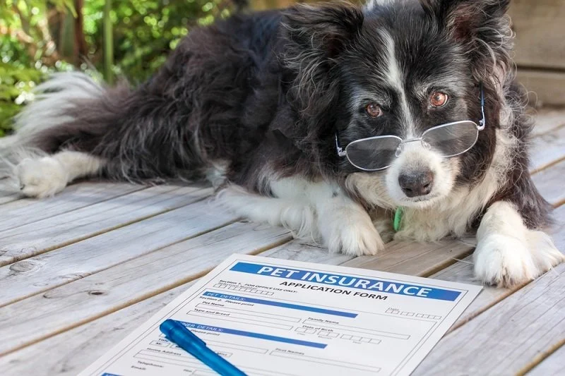 What You Need to Know About Pet Insurance: Choosing the Right Plan