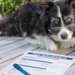 What You Need to Know About Pet Insurance: Choosing the Right Plan