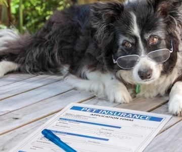 What You Need to Know About Pet Insurance: Choosing the Right Plan