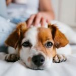 Recognizing Signs of Liver Problems in Dogs