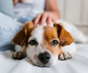 Recognizing Signs of Liver Problems in Dogs